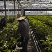 What’s that smell? California flower town’s shift to pot creates stink