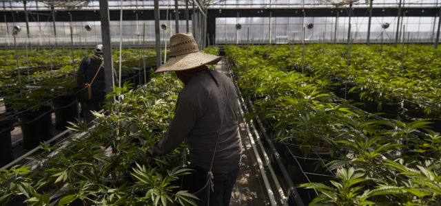 What’s that smell? California flower town’s shift to pot creates stink