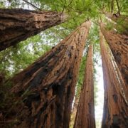 Will unlicensed marijuana cultivation hurt California’s redwoods?