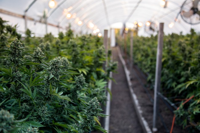 An indoor cannabis grow facility. 