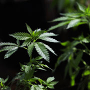 Canadian legalization creates opportunities for Colorado marijuana businesses