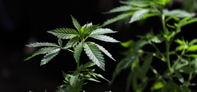 Canadian legalization creates opportunities for Colorado marijuana businesses
