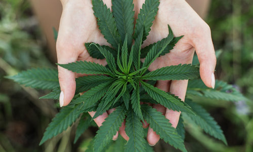 CFN Media Enhances Go-To Market Program for Pre-Public Cannabis Companies