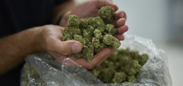 Court: CA law-enforcement officers must return seized legal marijuana to arrestee