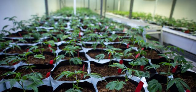 Editorial: Local marijuana taxes would harm legal pot market
