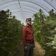 Marijuana is emerging among California’s vineyards, offering promise and concern