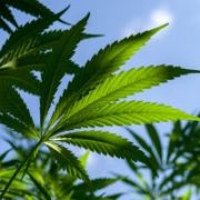 Marijuana News Today: Despite Legalization, Pot Stock Market Drops