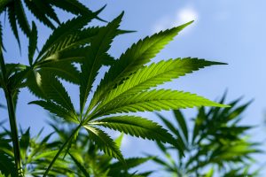 Marijuana News Today: Despite Legalization, Pot Stock Market Drops