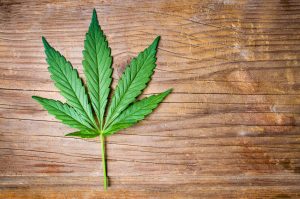 Marijuana News Today: Midterms Approach With Huge Implications for Pot Legalization in the U.S.