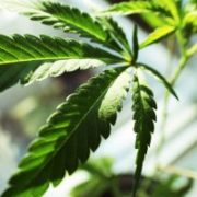 Marijuana News Today: Supply Shortages Strike Canada, Pot Stock Market Plummets