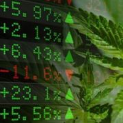 Marijuana Stocks Resilient to Market Drop