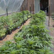 Novato considers allowing outdoor cannabis gardens