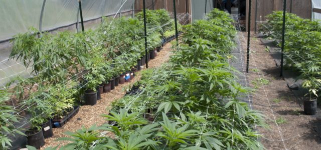 Novato considers allowing outdoor cannabis gardens