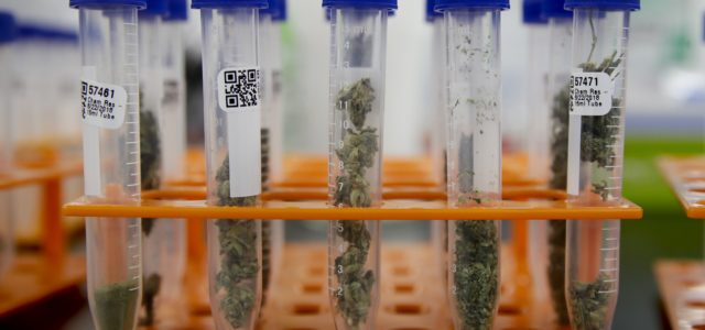 San Diego company testing marijuana-derived multiple sclerosis therapy