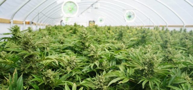 The Marijuana Stocks With High Expectations Throughout Years End