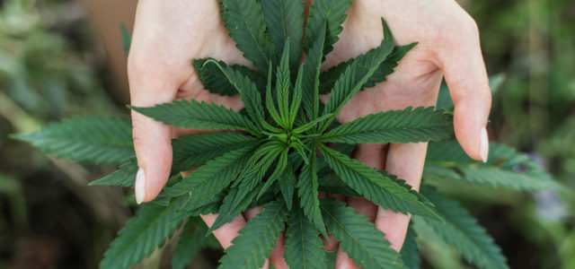 The Smart Way to Invest in Marijuana Stocks