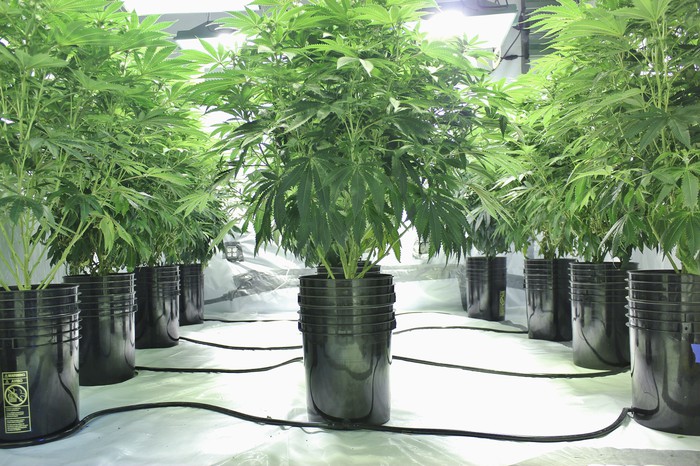 An indoor cannabis hydroponic grow farm.
