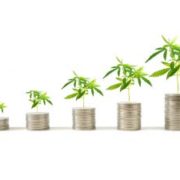 Top 3 Marijuana Penny Stocks for Early Investors