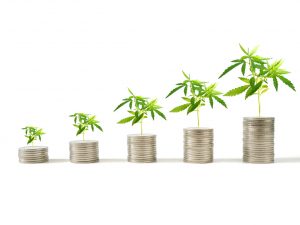 Top 3 Marijuana Penny Stocks for Early Investors