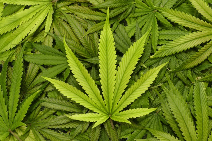 Pile of marijuana leaves with one placed prominently in center on top of the pile