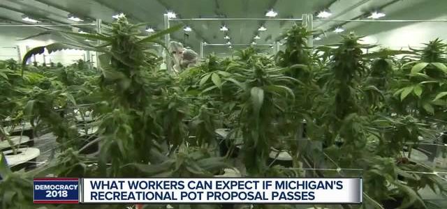 What workers can expect if Michigan’s recreational marijuana proposal passes
