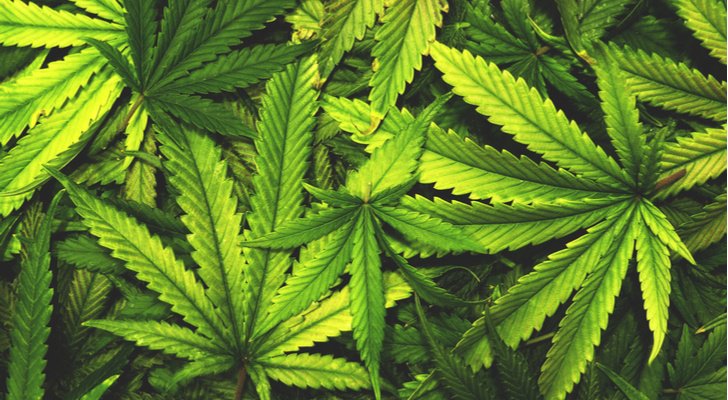 Canopy Growth Stock Is Your Best Bet in Marijuana