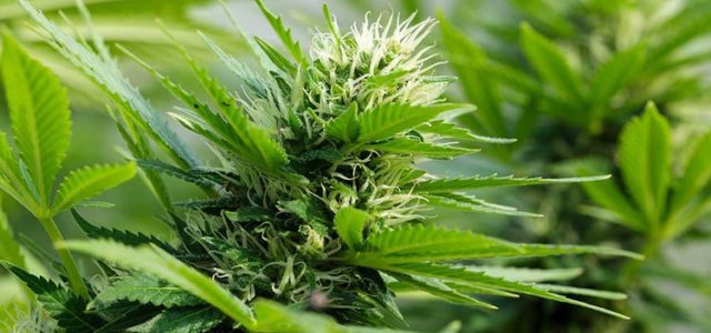 Aleafia Strikes JV For Recreational Pot; Marijuana Stocks Rise