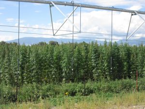 Colorado vote poses risks, opportunities for hemp farmers