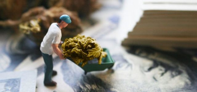 Does Marijuana Have Room for The Big and the Little Guys?