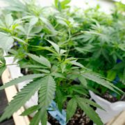 Gov. John Hickenlooper issues health warning on marijuana cultivated by Colorado Wellness Centers