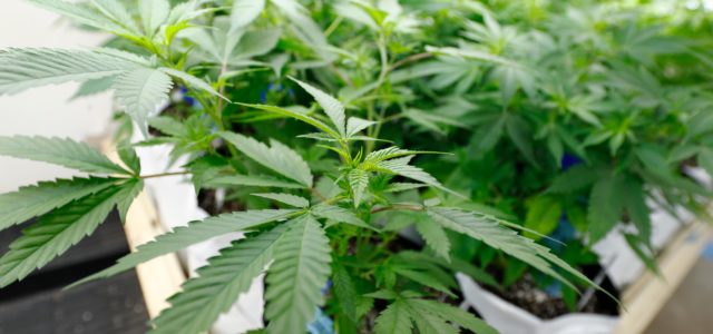 Gov. John Hickenlooper issues health warning on marijuana cultivated by Colorado Wellness Centers