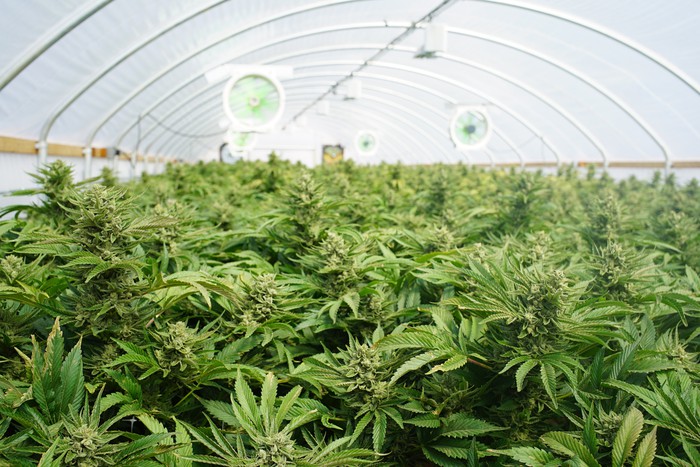 Inside view of arch-shaped greenhouse with marijuana plants grown under lights and fans.