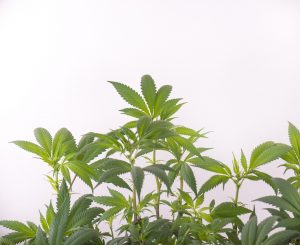 Marijuana News Today: ACB Stock Bolstered by Financial Report, Market Tumbles