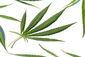 Marijuana News Today: Canopy Growth Hungrily Eyes U.S. Market