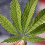 Marijuana News Today: Post-Election Honeymoon Over as Fears Grow About Next Attorney General