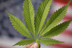 Marijuana News Today: Post-Election Honeymoon Over as Fears Grow About Next Attorney General