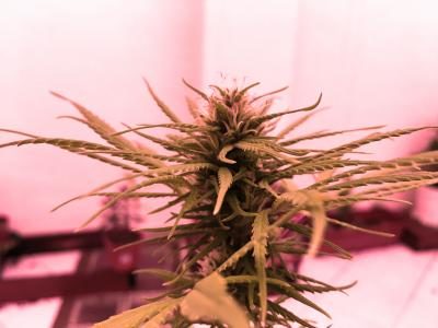 Marijuana Stocks, ETFs, Top News And Data From The Cannabis Industry This Week