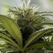 Marijuana Stocks Eye Big Week With MJBizCon, Earnings | Investor’s Business Daily