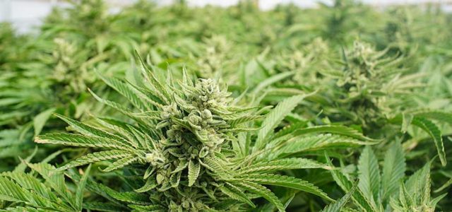 Marijuana Stocks: Marijuana Legalization On Ballot Amid U.S. ‘Tipping Point’ | Investor’s Business Daily