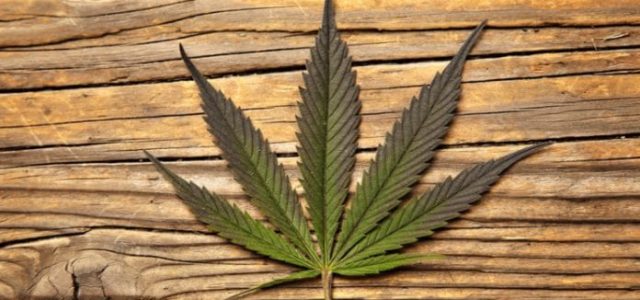 Marijuana Stocks To Take a Look at as the Market Fluctuates