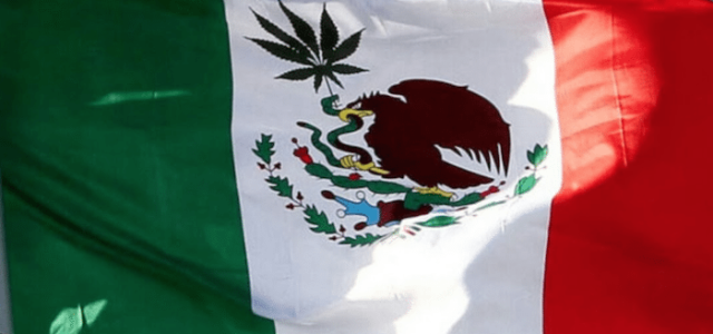 Mexico considers legalizing marijuana during its war on drugs