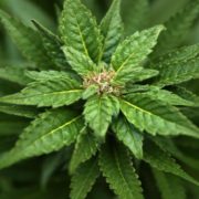 Michigan marijuana dispensaries won’t run out of pot after state offers help
