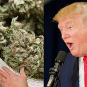 Multi-Millionaire Who Predicted Trump’s Victory, Predicts Complete US Marijuana Legalization In A Few Weeks