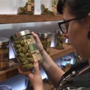 Porque é que o Canadá está a esgotar os stocks de marijuana?