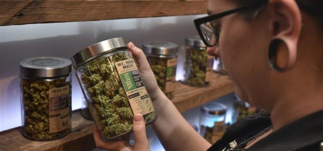 Porque é que o Canadá está a esgotar os stocks de marijuana?
