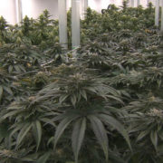 Pot Shops To Start Selling Recreational Marijuana In Mass. On Tuesday