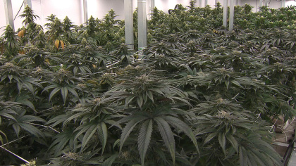 Pot Shops To Start Selling Recreational Marijuana In Mass. On Tuesday