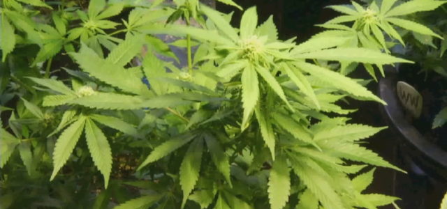 Recreational marijuana shops to open in Massachusetts next week
