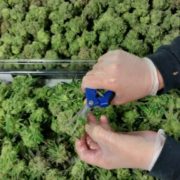 The ‘Green Dimension’: Inside the Lives of California’s Marijuana Trimmers