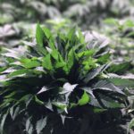 With Industrial-Scale Tissue Culture Production Process, Newbridge Global Ventures Creates Vital Link In Cannabis & Hemp Industry Chain